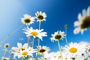 daisy flowers