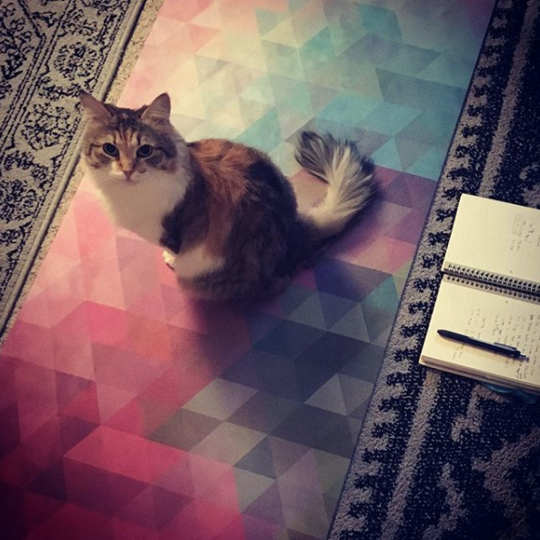 Yoga cat